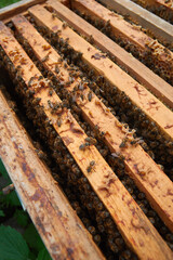 bees on frames with honeycombs close-up