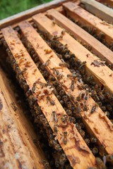 bees on frames with honeycombs close-up