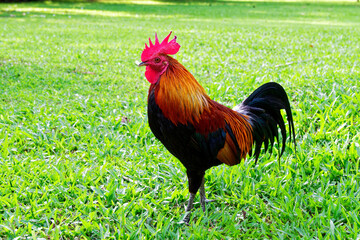 Colorful and beautiful Asian indigenous rooster standing in the green field.