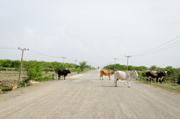 Cattle are blocking a gravel road in rural Cuba between Moa and Holguin. The milk cows get in the way of an old truck in the background. There is a railroad crossing and telephone poles. 
