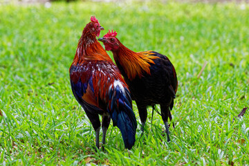 Two colorful Asian female indigenous hens in the green field.