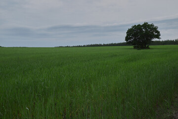 lonely tree in an empty green field