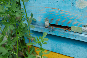 a swarm of bees flies near the entrance to the hive, working bees collect honey