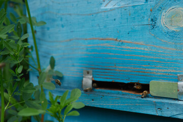 a swarm of bees flies near the entrance to the hive, working bees collect honey