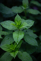 Leaves background with dew on dark background