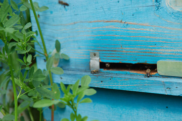 a swarm of bees flies near the entrance to the hive, working bees collect honey