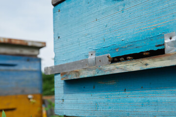 a swarm of bees flies near the entrance to the hive, working bees collect honey