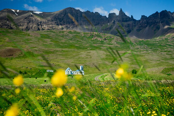 alpine meadow with yellow flowers