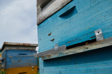 a swarm of bees flies near the entrance to the hive, working bees collect honey