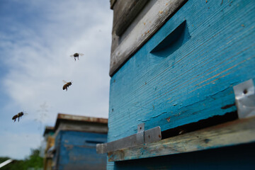 a swarm of bees flies near the entrance to the hive, working bees collect honey