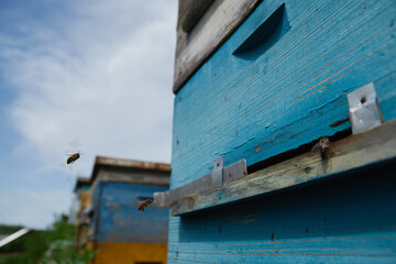 a swarm of bees flies near the entrance to the hive, working bees collect honey