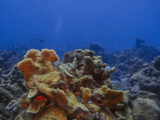 Naklejka na ściany i meble Coral Reef