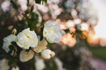 Garden flowers. Rosehip bush with white flowers in the garden at sunset.
