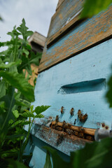 a swarm of bees flies near the entrance to the hive, working bees collect honey