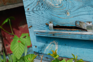 a swarm of bees flies near the entrance to the hive, working bees collect honey