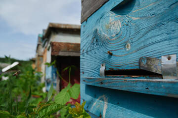 a swarm of bees flies near the entrance to the hive, working bees collect honey
