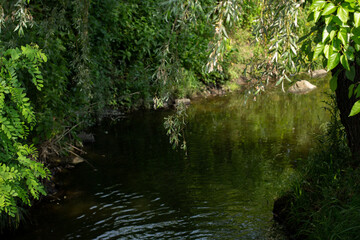 Fototapeta na wymiar small river in the park with trees