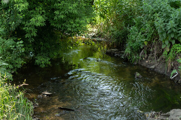 Naklejka na ściany i meble small river in the park with trees