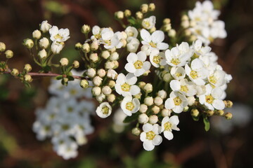 Weiße kleine Blumen