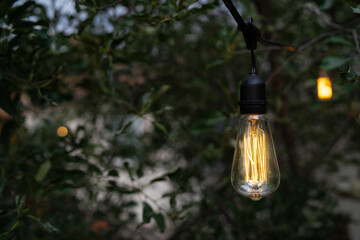 light bulb hanging on a tree