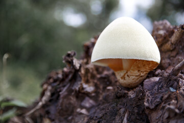 Tree mushrooms. Silky edible plate mushroom Volvariella bombycina growing on dead rotten wood. A rare species of fungus growing in deciduous forests.