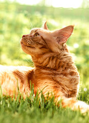 Naklejka na ściany i meble Female red solid maine coon cat lying on green grass and looking up. Beautiful brushes on ears. Closeup