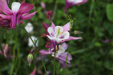 purple flowers aquilegia in the garden