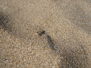 the crab disguised itself