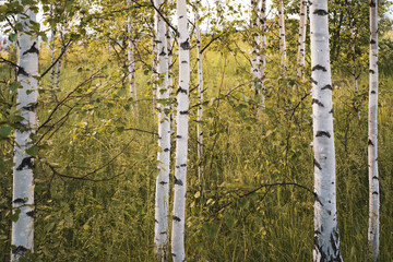 horizontal natural background, birch trunks, sunlit meadow