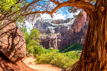 Path framed by a dead tree in Zion national park, Utah in springtime