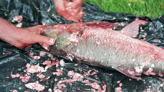Big carp fish cutting with knife and cleaning interior, preparing for cooking, close up