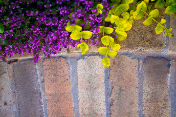 Colorful Creeper Plant on Yellow brick wall for texture and backgrounds. Thyme blooms