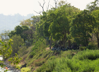 Obraz premium Tourists on a Safari jeeps waiting for the sighting of tiger along Ramganga river in Dhikala zone, Jim Corbett, Uttrakhand, India