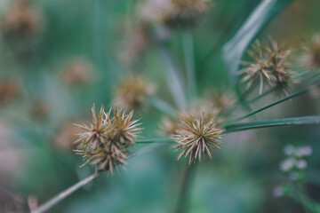 Grass flowers.