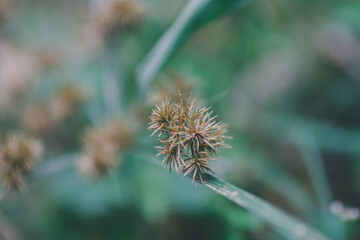 Obraz premium Grass flowers.