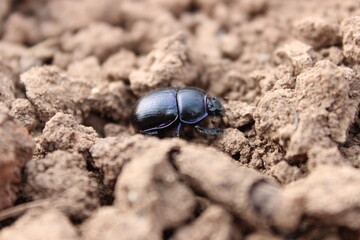 Schwarzer Käfer