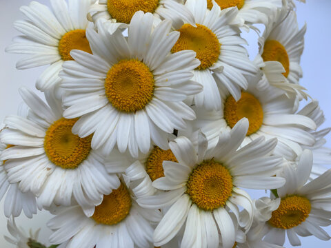A bunch of daisies. close-up photo from above. The concept of the holiday and summer mood
