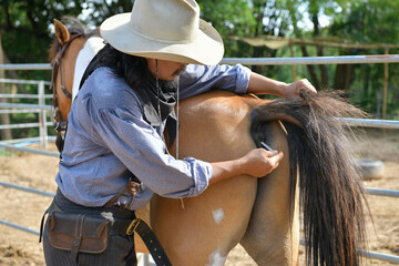 Cowboy men are measuring fever with mercury for horses. On his farm