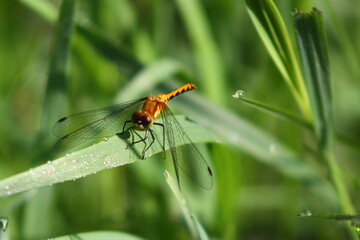 Orange Meadowhawk (Sympetrum spp.) dragonfly resting on a blade of grass with rain drops
