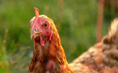 glückliche Hüner in Freilandhaltung auf einer Wiese im Sonnenuntergang