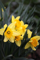 Yellow Daffodils in a spring garden. Close up photo
