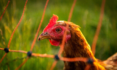 glückliche Hüner in Freilandhaltung auf einer Wiese im Sonnenuntergang