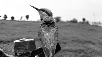 Bee-eater Bird, black and white, bee-eater sitting on sprinkler, Meropidae