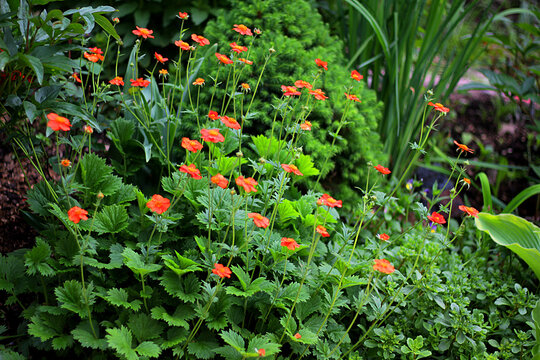 Geum quellyon orange flowers growing in spring garden. Chilean avens or Geum chiloense Balb. ex Ser. plants