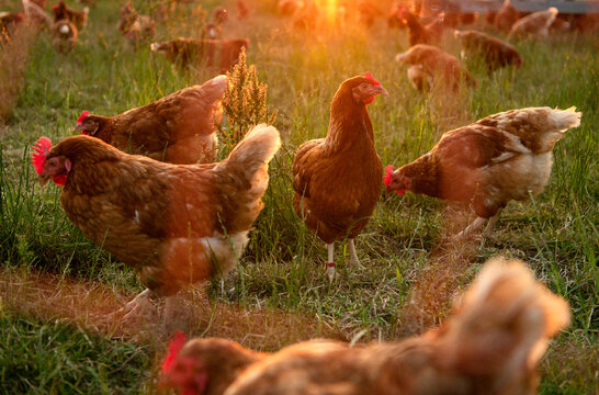 gl&uuml;ckliche H&uuml;ner in Freilandhaltung auf einer Wiese im Sonnenuntergang