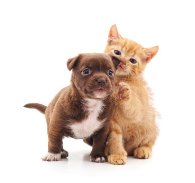Kitten and a puppy are playing.