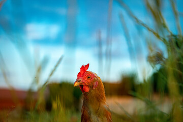 glückliche Hüner in Freilandhaltung auf einer Wiese im Sonnenuntergang