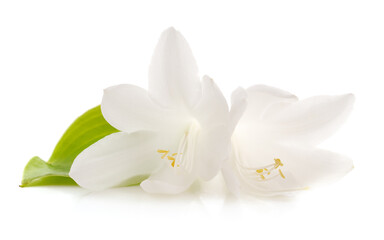 Fototapeta na wymiar Bouquet of white lilies