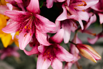 Pink lily flowering in a country garden