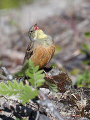 Ortolan Bunting